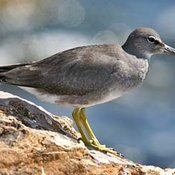 Wandering Tattler